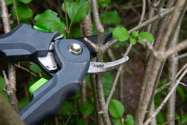 pruning