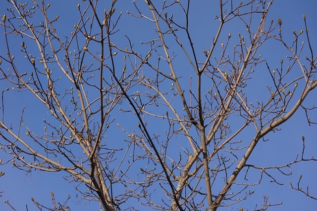 Prunus