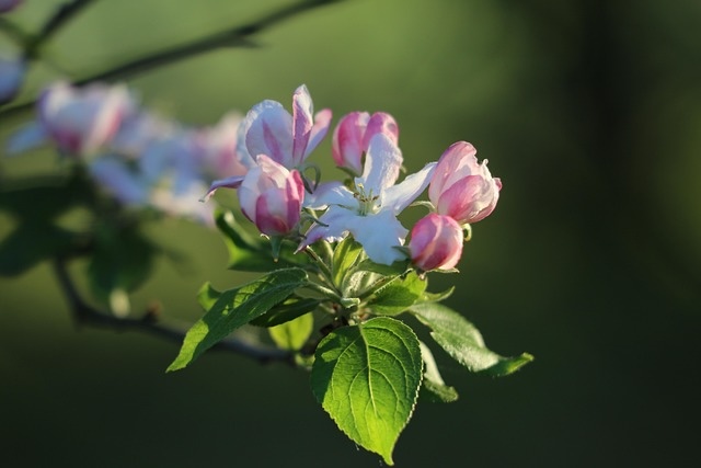 apple tree