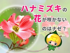 ハナミズキの花が咲かないのはなぜ？