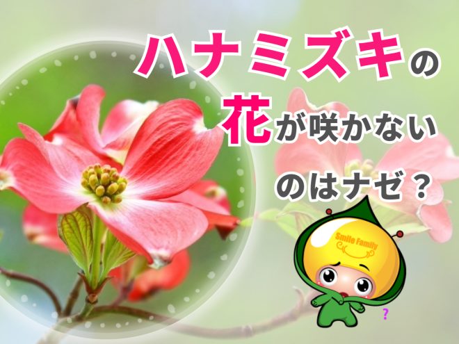 ハナミズキの花が咲かないのはなぜ？
