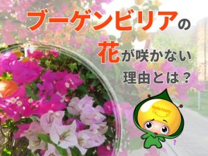 ブーゲンビリアの花が咲かない理由とは？