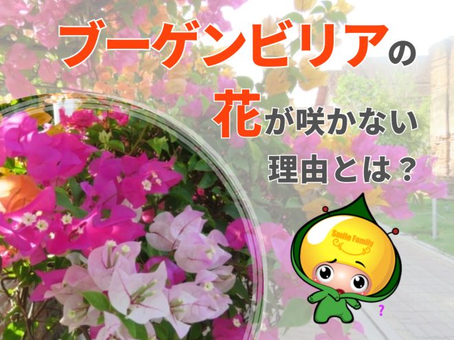 ブーゲンビリアの花が咲かない理由とは？