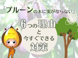 「プルーンの木に実がならない」6つの理由と今すぐできる対策