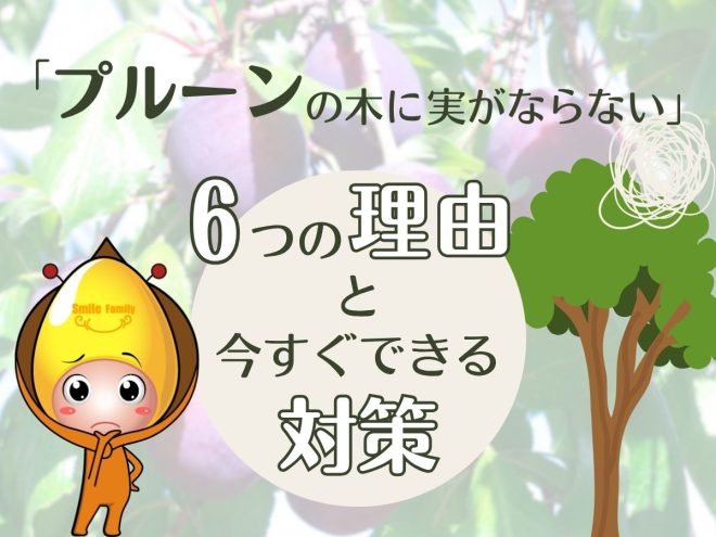 「プルーンの木に実がならない」6つの理由と今すぐできる対策
