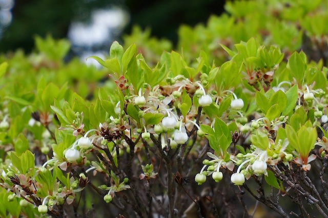 Enkianthus perulatus