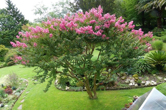 Crape-myrtle