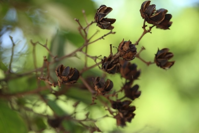 Crape-myrtle-fluits