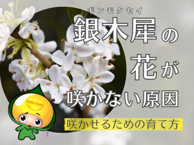 銀木犀（ギンモクセイ）の花が咲かない原因・咲かせるための育て方