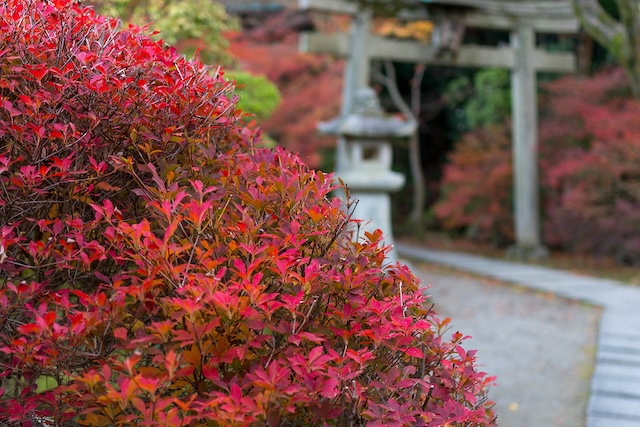 Enkianthus perulatus