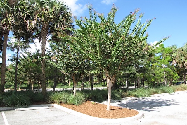 Crape-myrtle