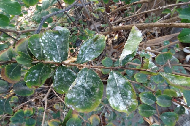 Crape-myrtle