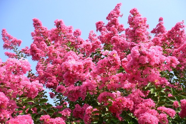 Crape-myrtle