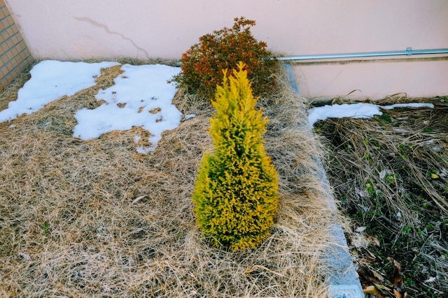 ゴールドクレスト