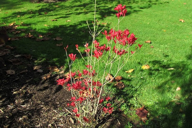 Enkianthus perulatus
