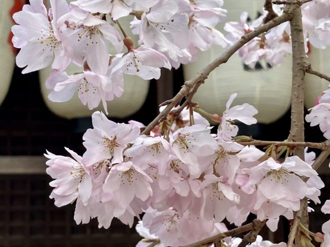 桜