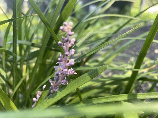 玉竜(タマリュウ)の花