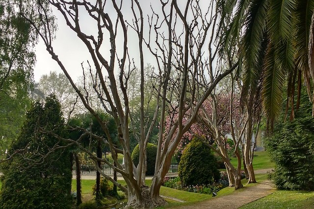 Crape-myrtle