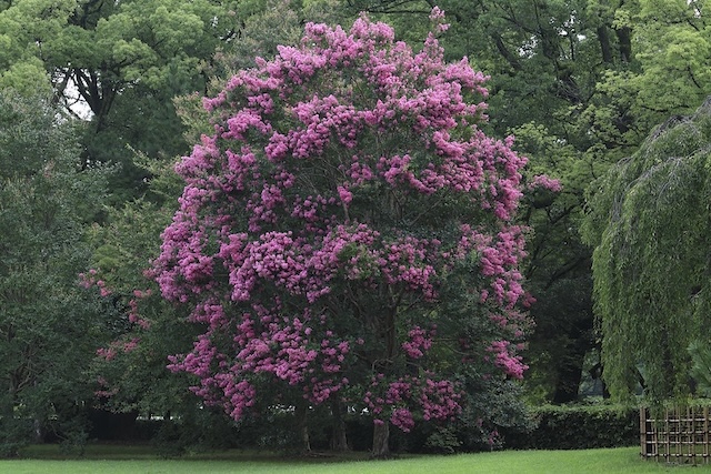 Crape-myrtle