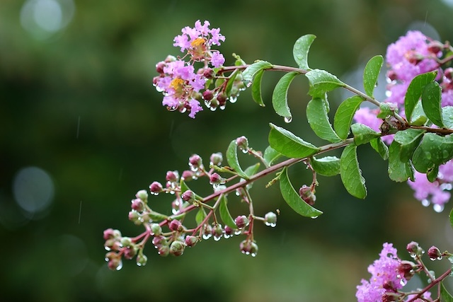 Crape-myrtle