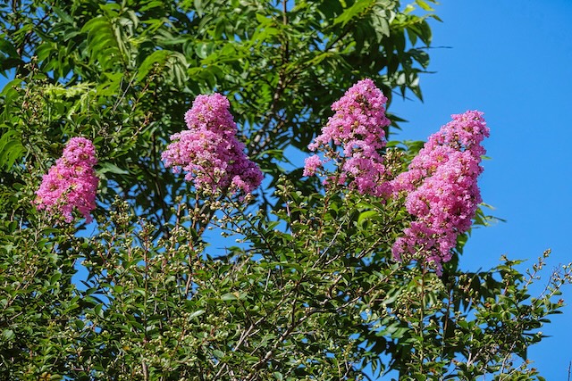 Crape-myrtle