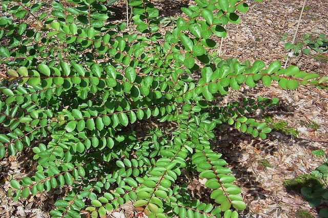 Crape-myrtle