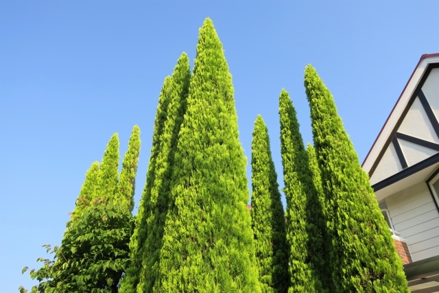 ゴールドクレスト