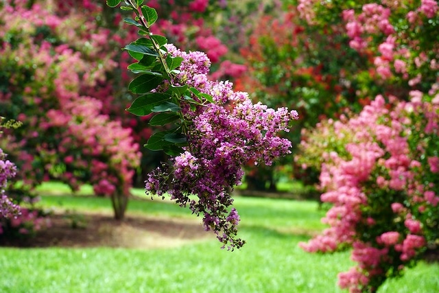 Crape-myrtle