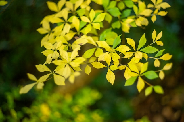 Enkianthus perulatus