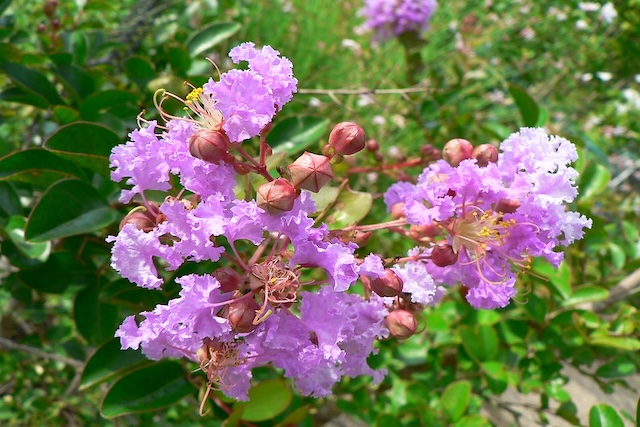 Crape-myrtle