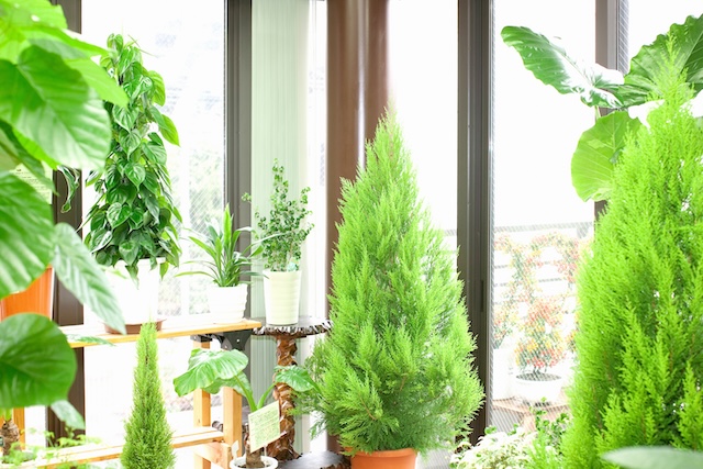 ゴールドクレスト