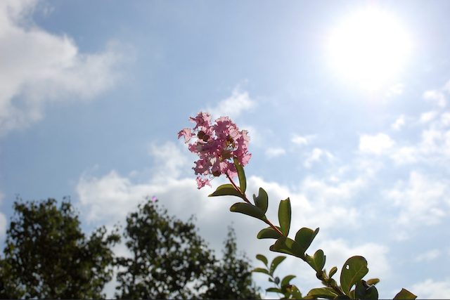 Crape-myrtle