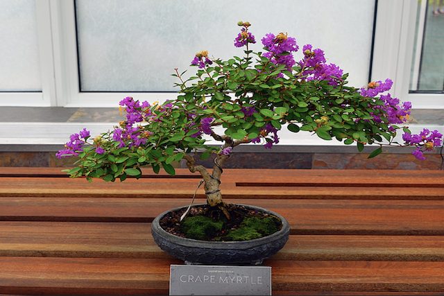 Crape-myrtle