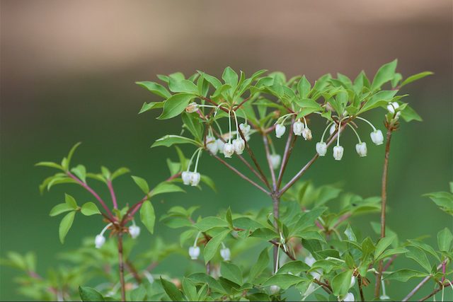 Enkianthus perulatus