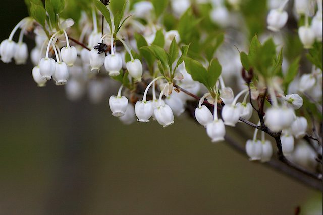 Enkianthus perulatus