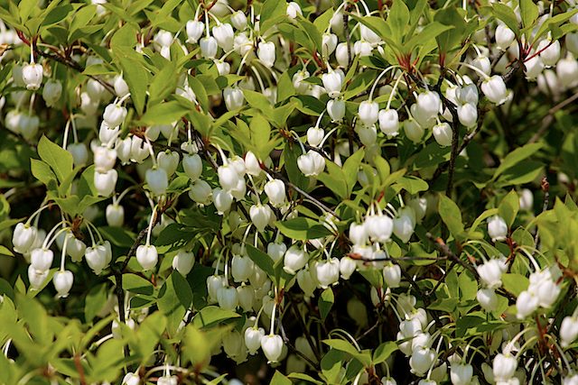 Enkianthus perulatus