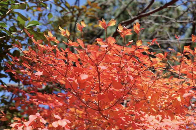 Enkianthus perulatus