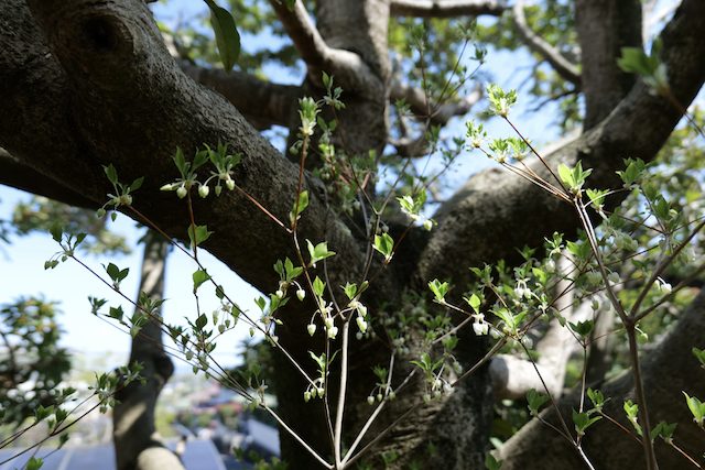 Enkianthus perulatus