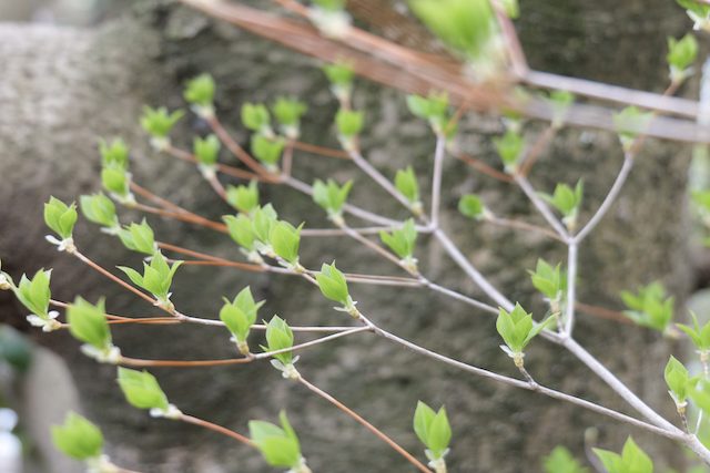 Enkianthus perulatus
