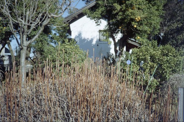 Enkianthus perulatus