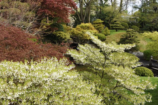 Enkianthus perulatus