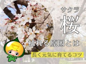 桜が枯れる原因とは｜長く元気に育てるコツ