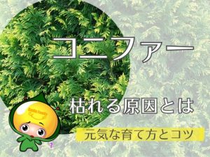 コニファーが枯れる原因とは｜元気な育て方とコツ