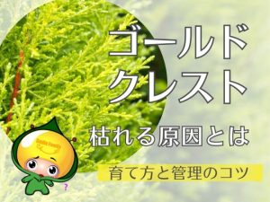 ゴールドクレストが枯れる原因とは｜育て方と管理のコツ