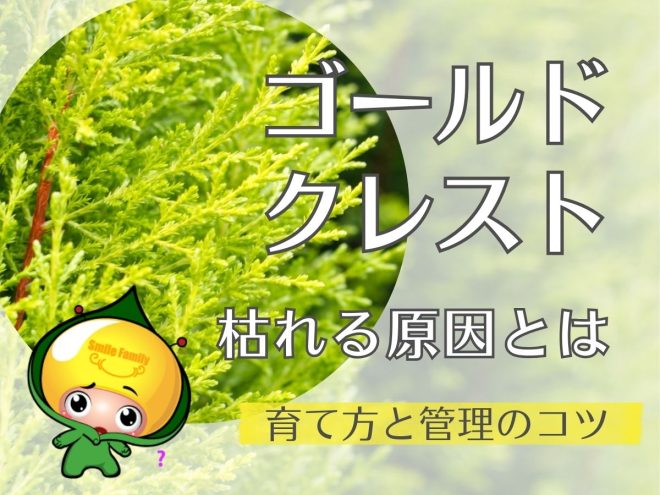 ゴールドクレストが枯れる原因とは｜育て方と管理のコツ