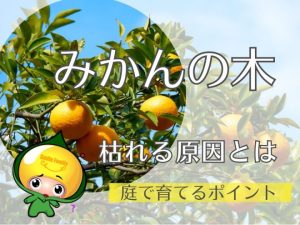 みかんの木が枯れる原因とは｜庭で育てるポイント