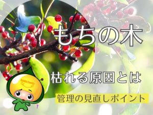 もちの木が枯れる原因と対策｜管理の見直しポイント