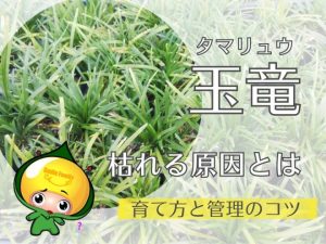 玉竜が枯れる原因とは｜育て方と管理のコツ