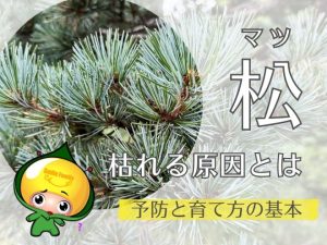 松（マツ）が枯れる原因とは｜予防と育て方の基本