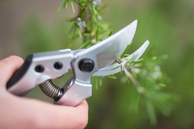 pruning